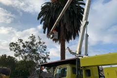 grua