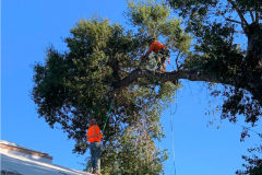 tree-cutting-los-angeles